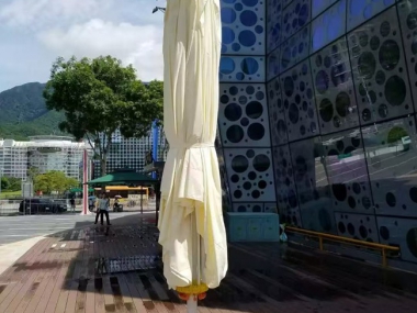 伞类